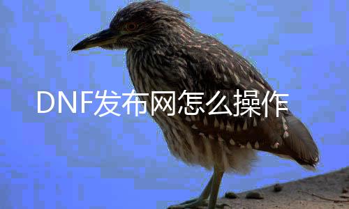 DNF发布网怎么操作